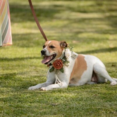 A tan and white dog wearing a floral wedding collar with a large peach rose, lying on green grass during an outdoor ceremony while being held on a leash by a person in a striped dress.