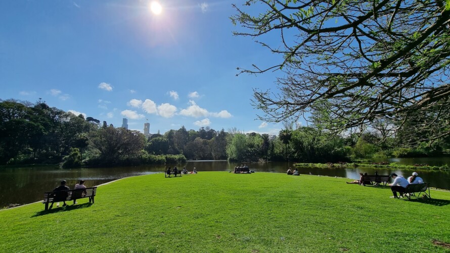 Taxodium Lawn