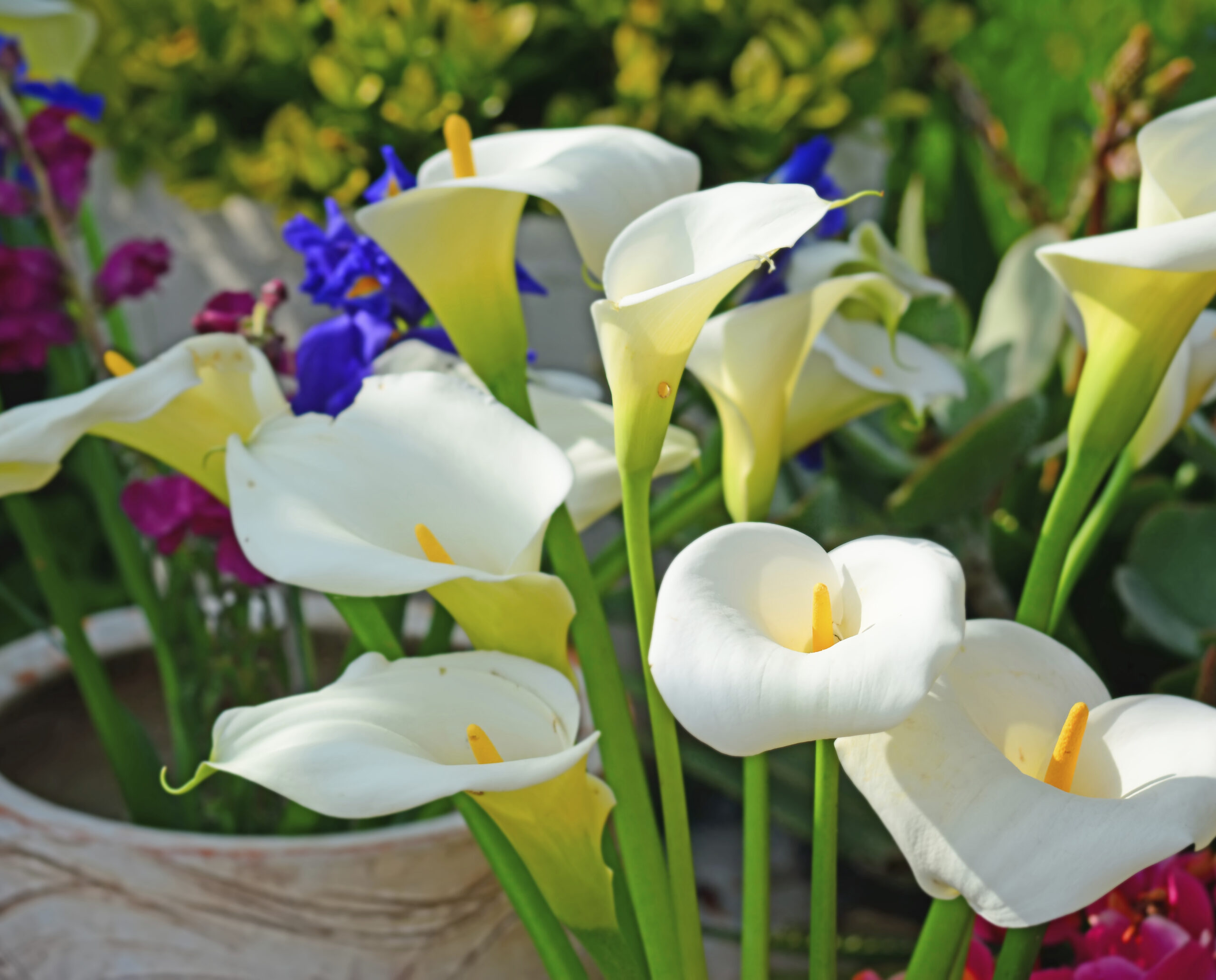 wedding lilies 