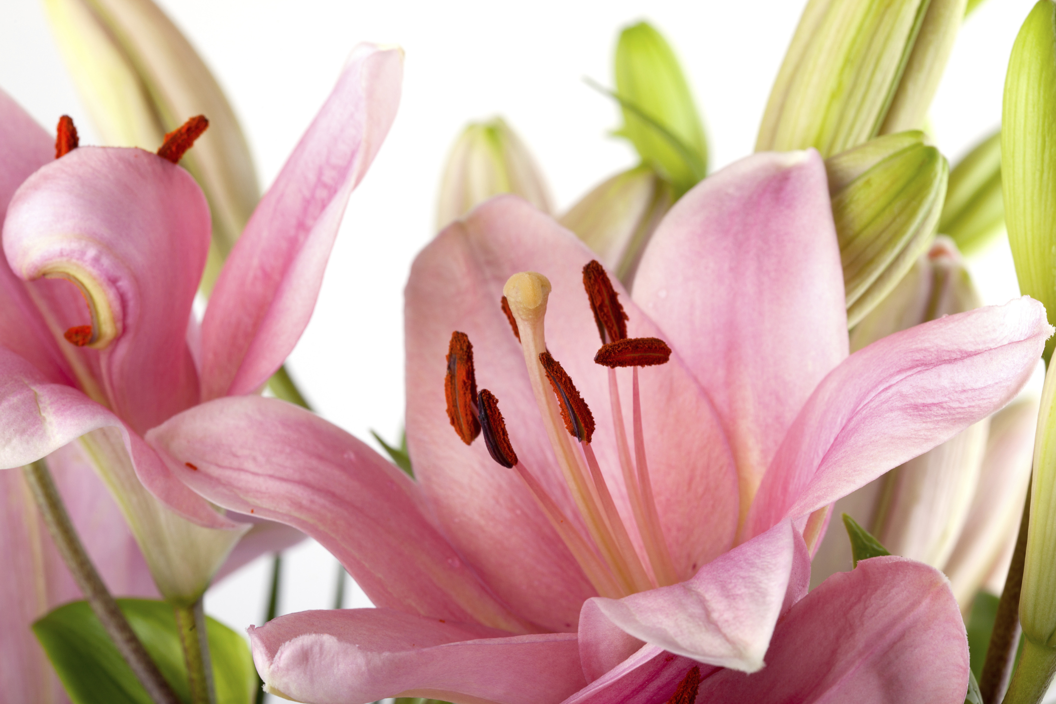 wedding lilies 