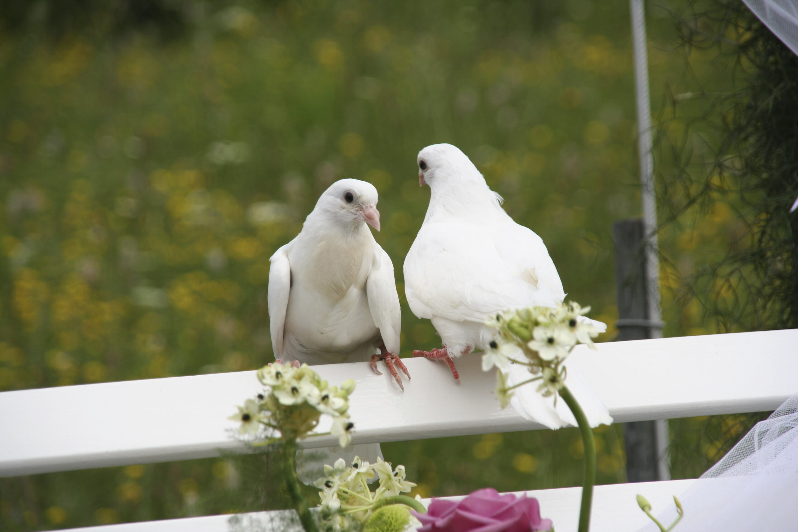 All You Need To Know About A Wedding Dove Release Easy Weddings