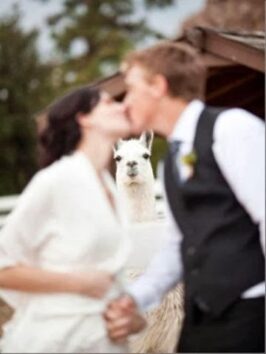 wedding photobomb by alpaca
