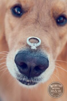 Pets in your wedding party