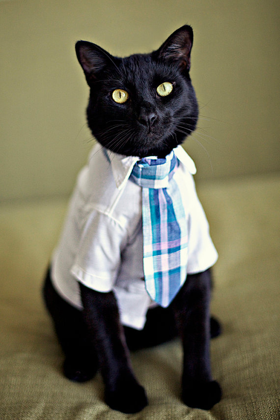 Cat wearing a tie at wedding