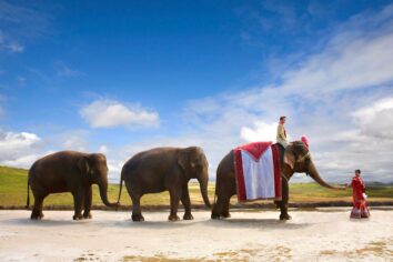 Riding elephants for your wedding