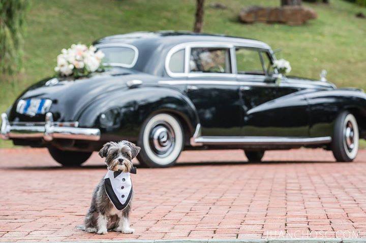 A pooch in a wedding outfit