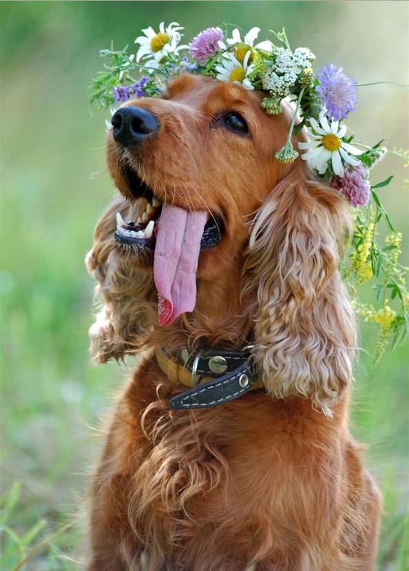 Easy Weddings Animals flower dog colaradospringsweddingflorists