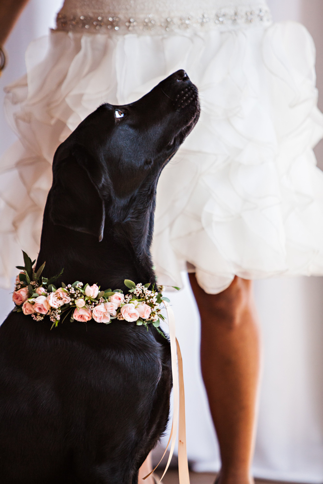 Easy Weddings Animals image Atelier Pictures