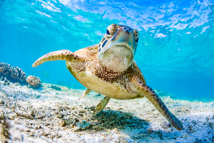 Beautiful Underwater photography of a Green Turtle