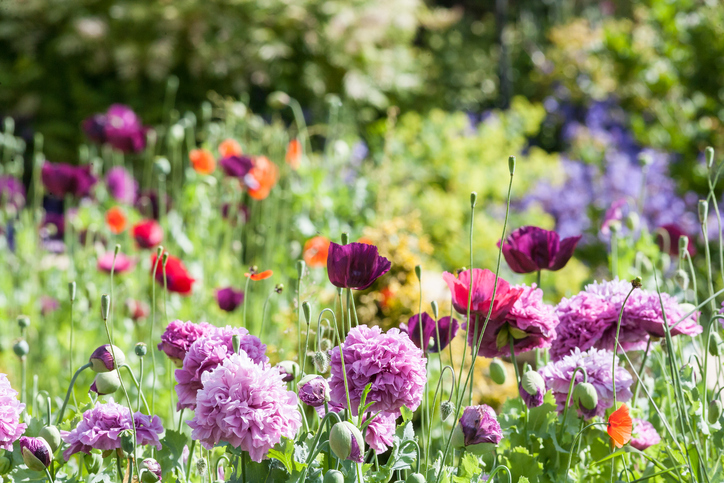 English cottage garden with wild flowers