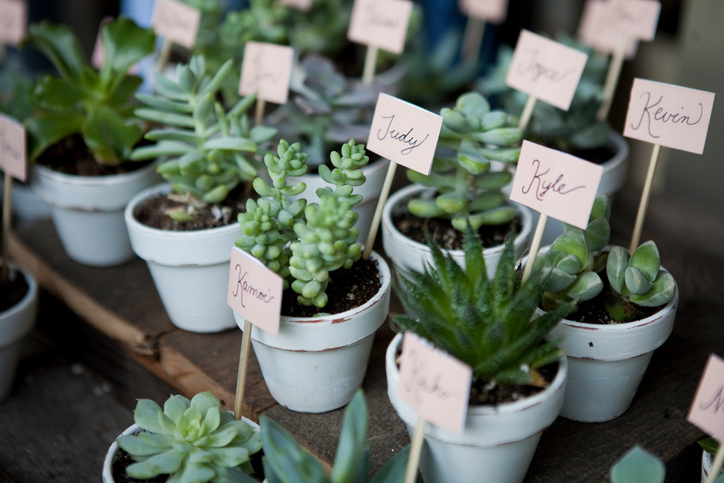 A variety of succulent wedding favors with name tags.