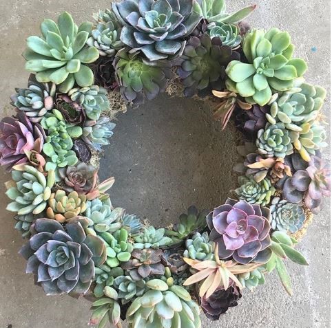 wedding succulents