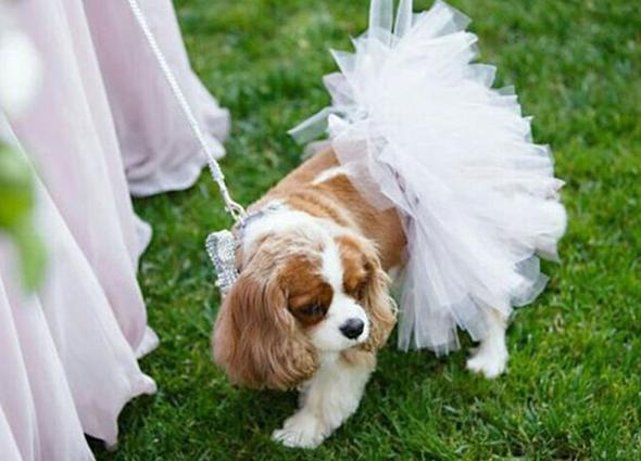 How to dress your dog on your wedding day