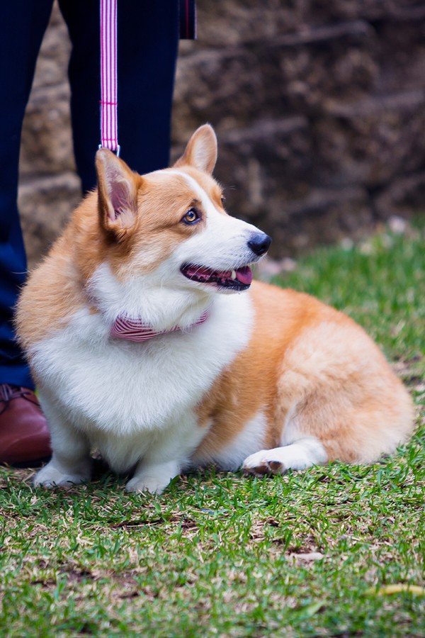 corgi