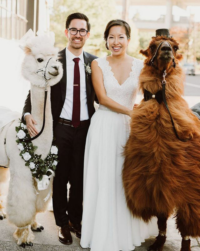 wedding animals