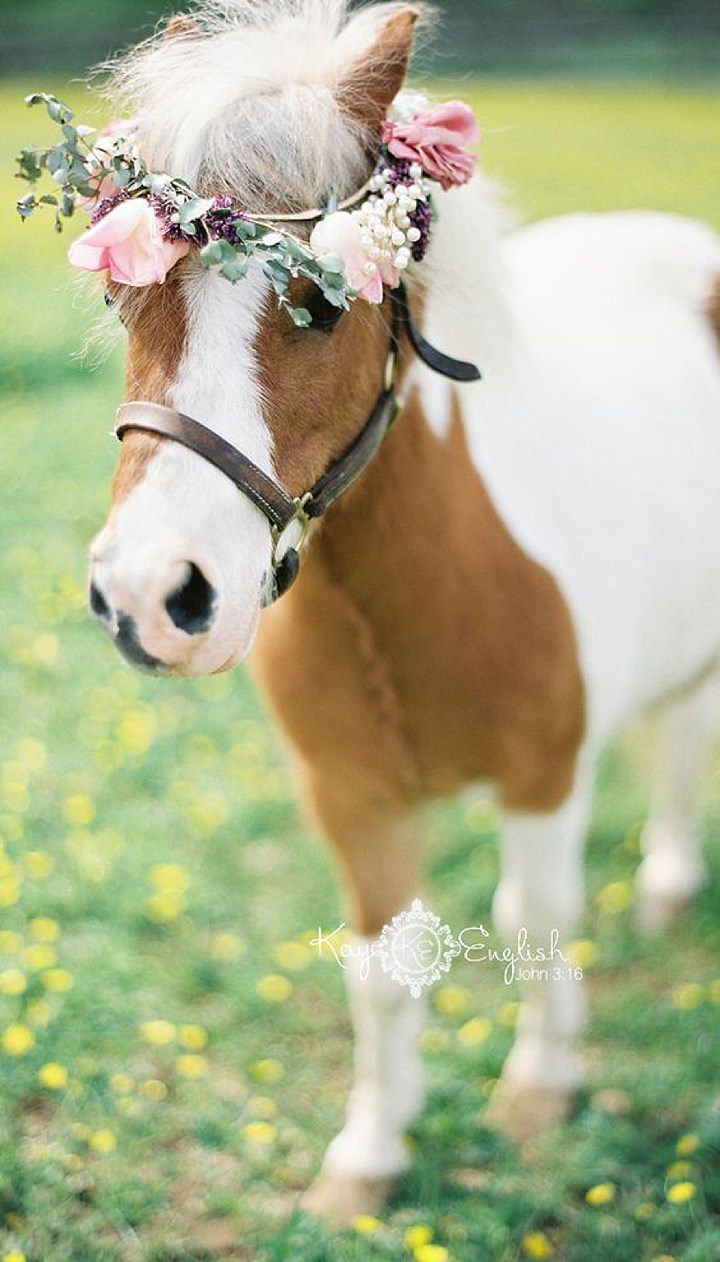 wedding animals