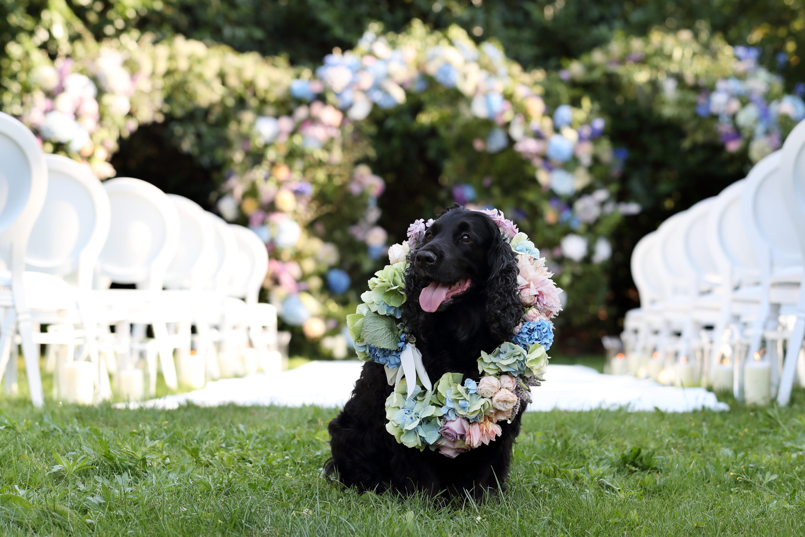 018 spaniel dog wedding ring bearer scaled