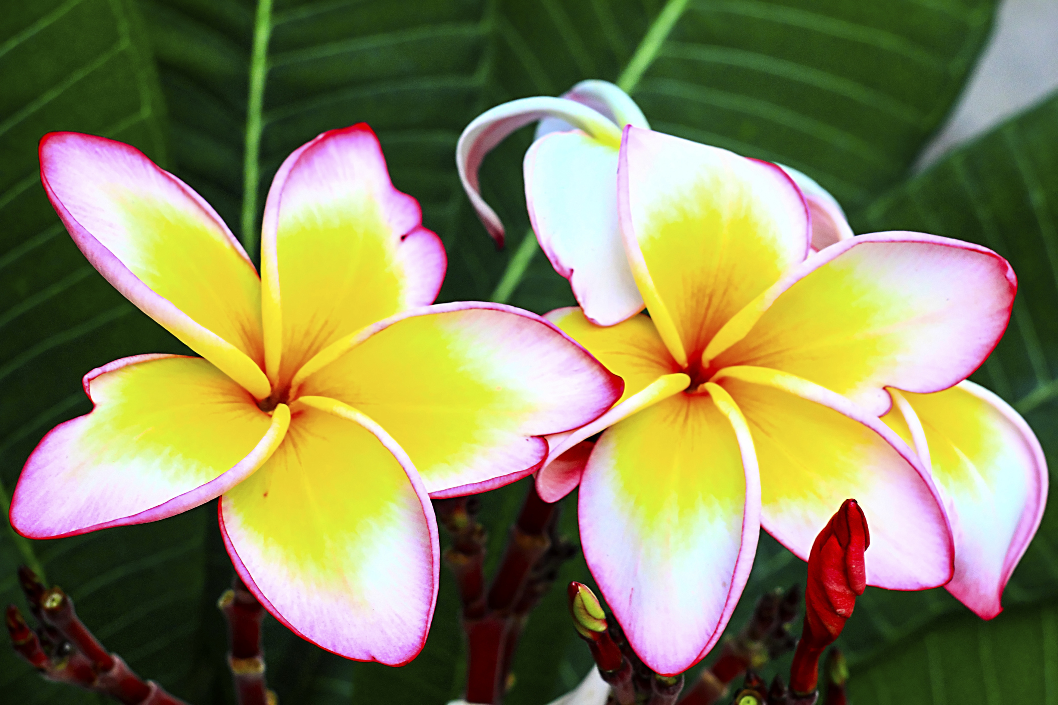 wedding frangipani flower