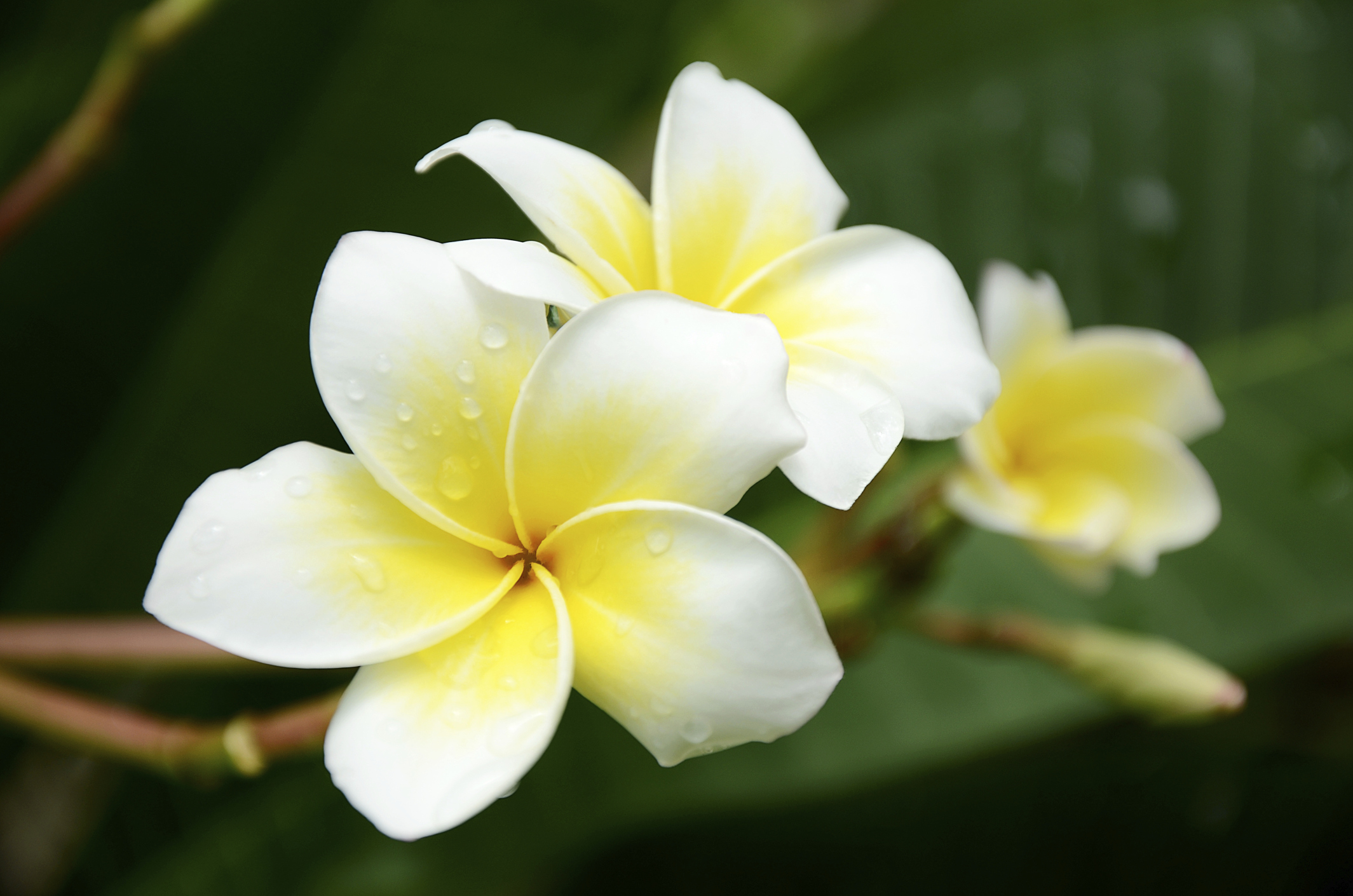 wedding frangipani flower