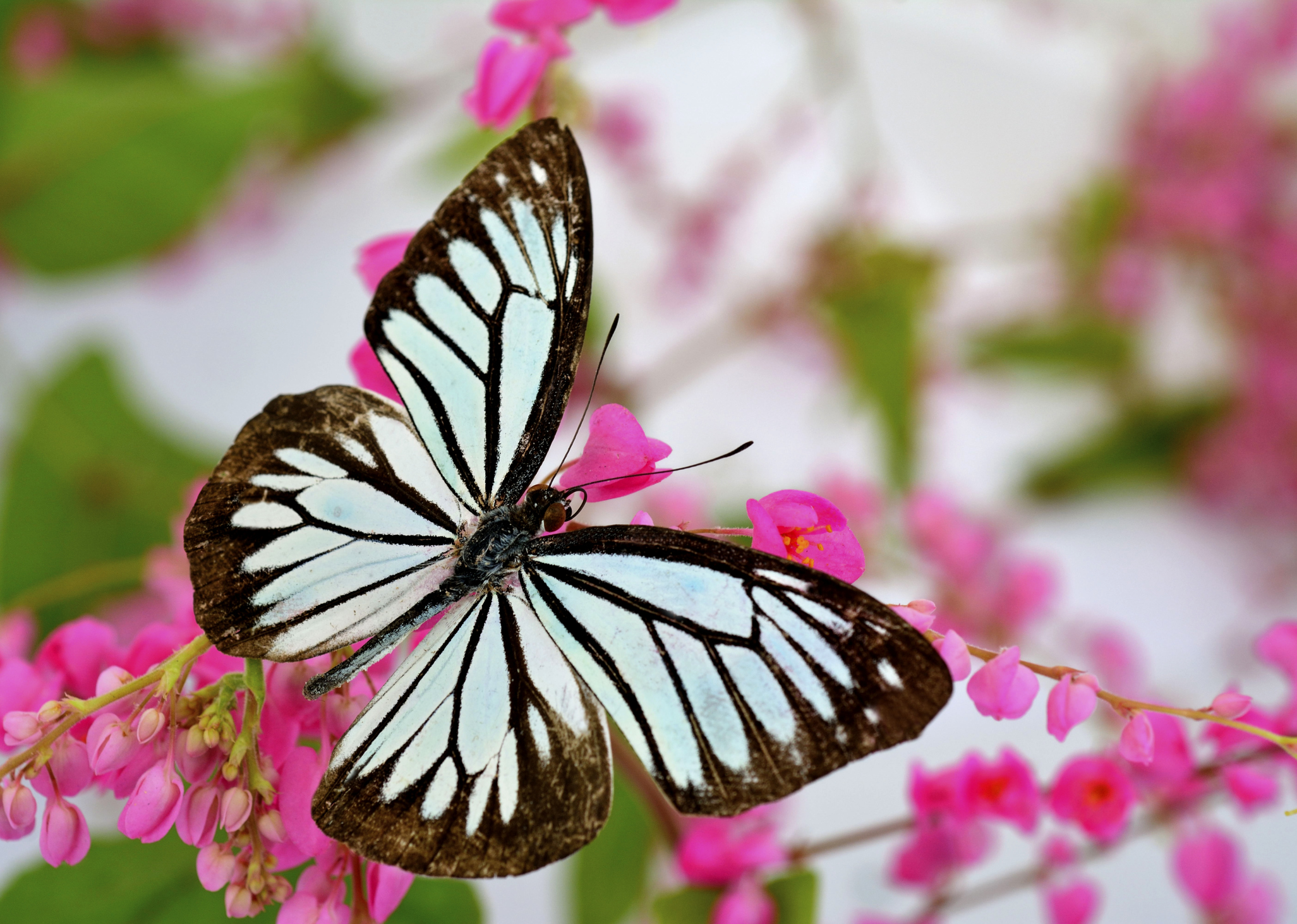 butterfly release