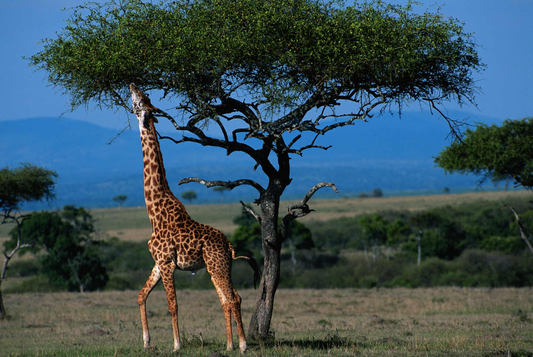 Giraffes - unusual honeymoons