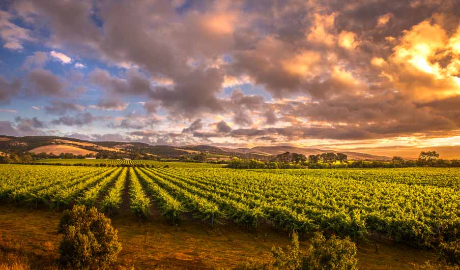 Morning Vineyards