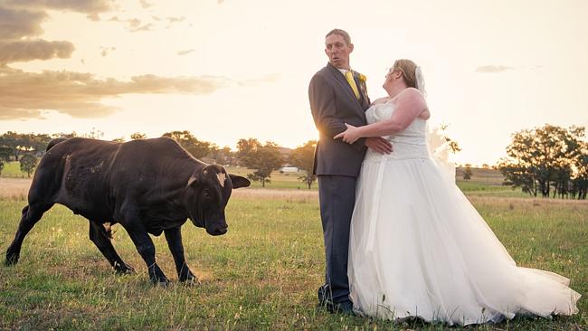 The unsuspecting groom got more than he bargained for when this bull crashed his wedding photos! Image: Rachel Deane