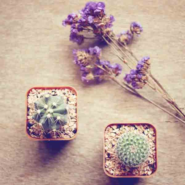 Living bomboniere1 thumb