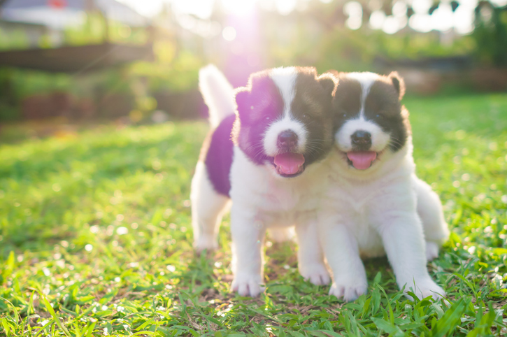 Dog and puppies