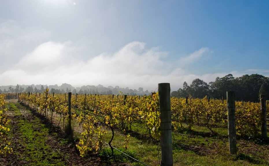 Winery wedding - Bimbadgen Winery