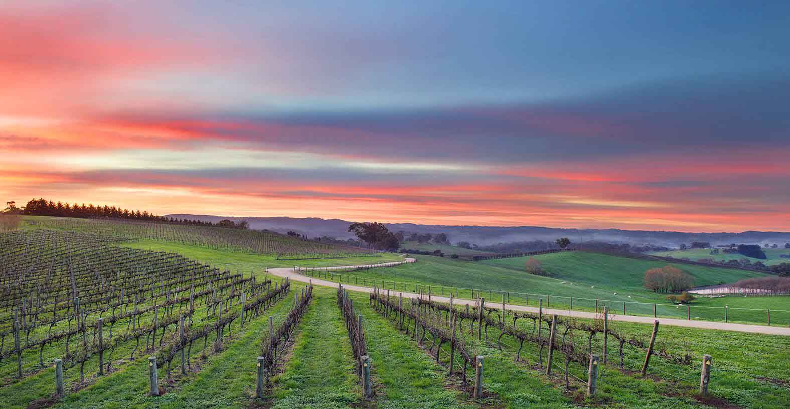 the lane winery south australia