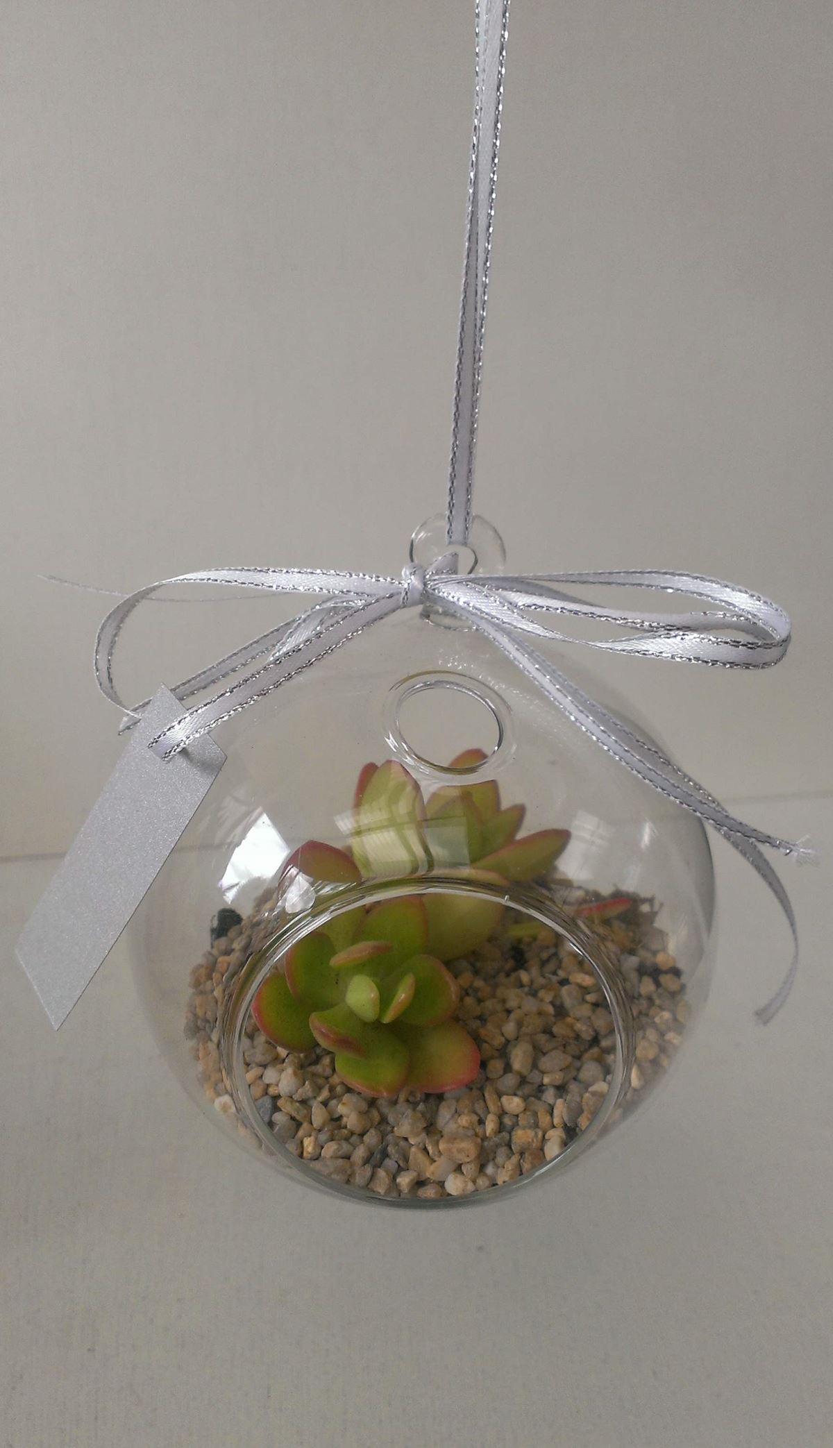 Succulents are hardy and easy to care for - the perfect gift for everyone. Image Kayotic Cactus