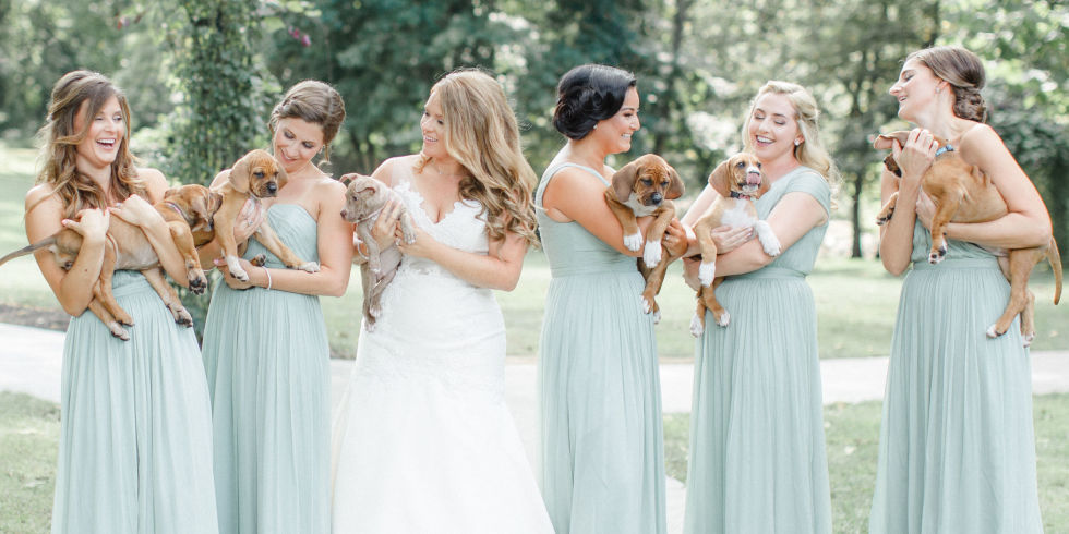 foster puppies wedding