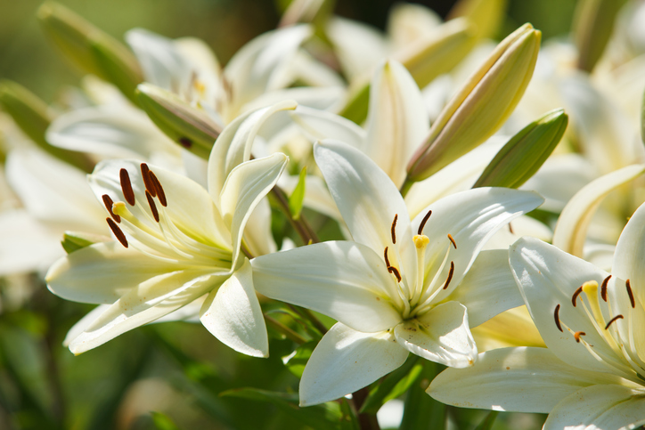 White lilies in a garden