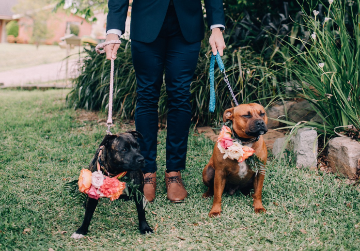 pets at weddings