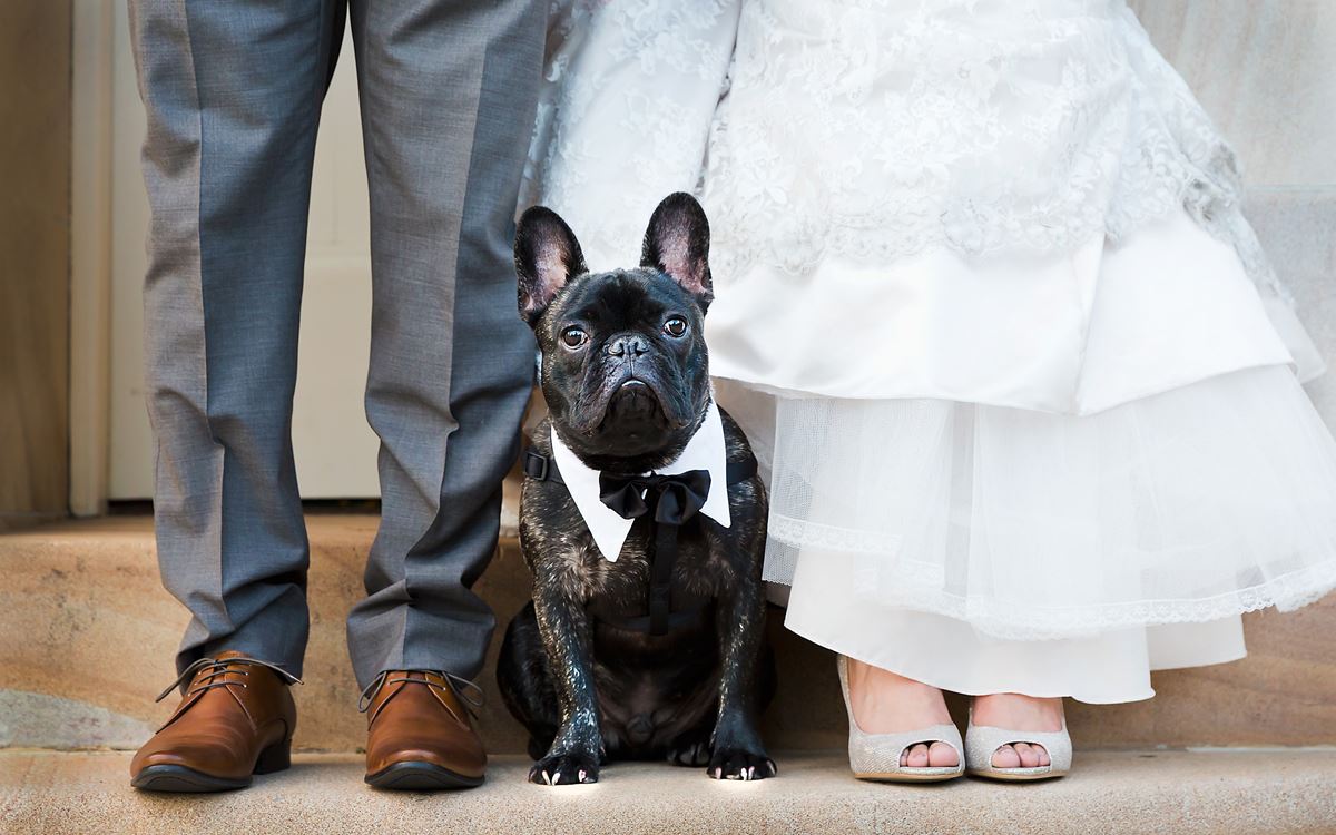 first class pet wedding assistants, pet weddings, pets at weddings