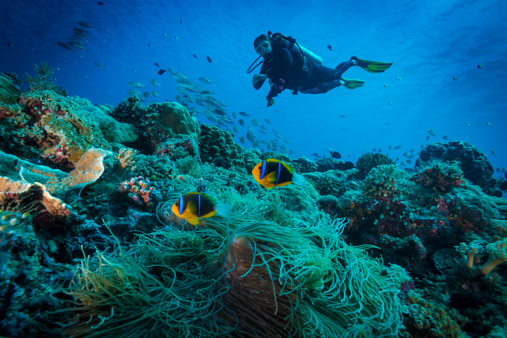 Clark's anemonefish and Diver - Palau