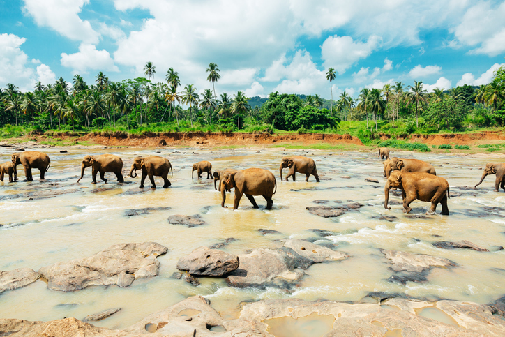 Scenic shot of pin walk elephants at Sri Lanka orphanage