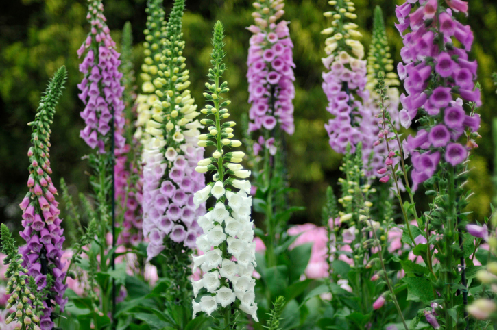 Colorful Foxgloves