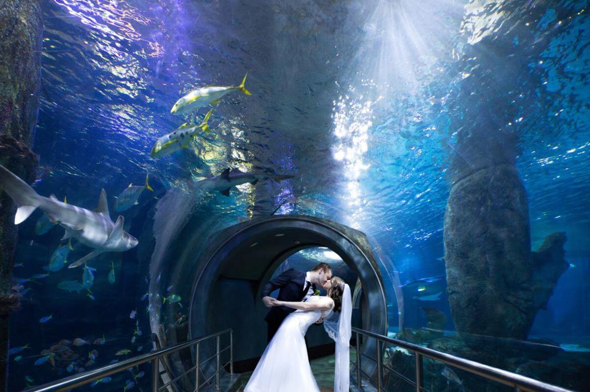 melbourne aquarium, unique wedding venues australia