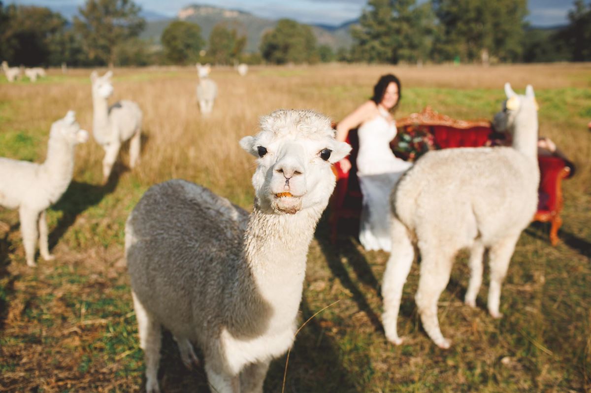 alpaca farm wedding
