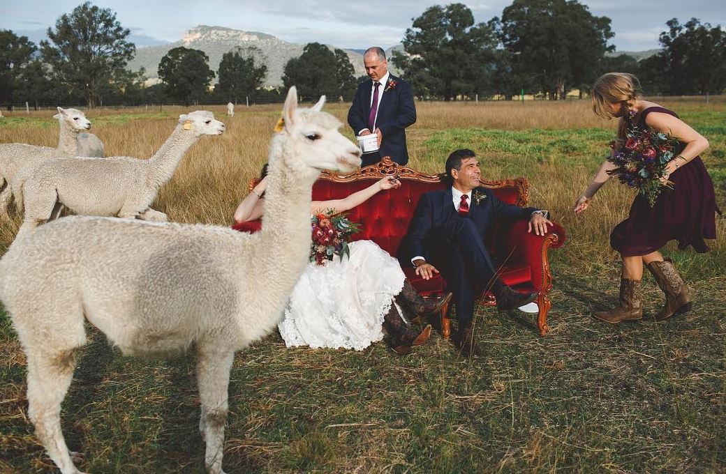 STOP EVERYTHING you can get married at this Alpaca Farm