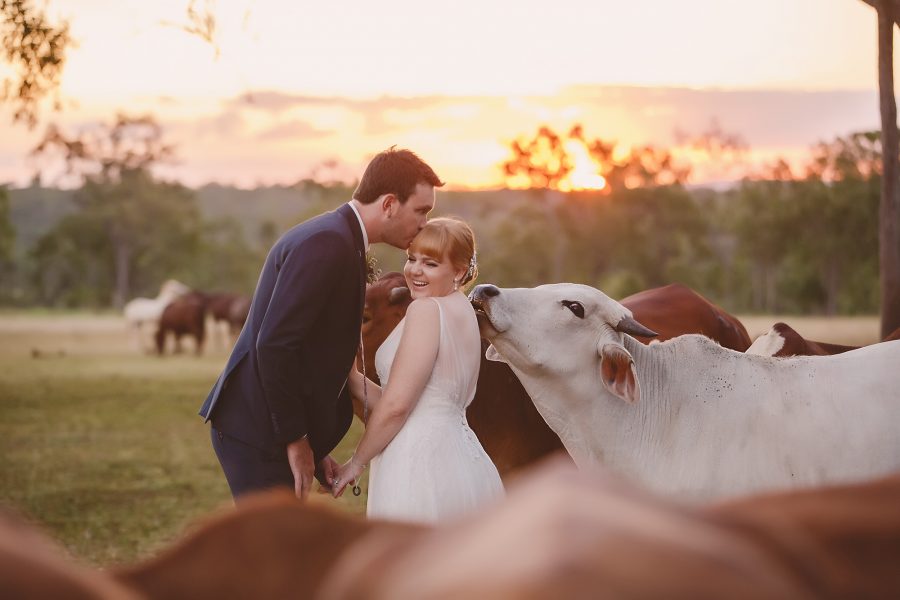 wedding cows