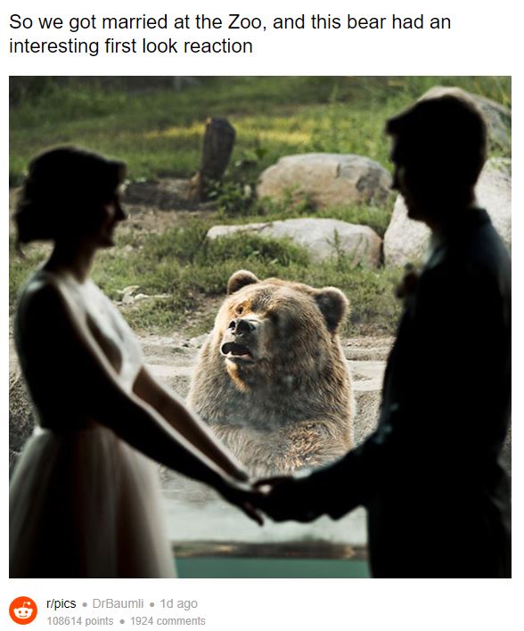 wedding bear photobomb