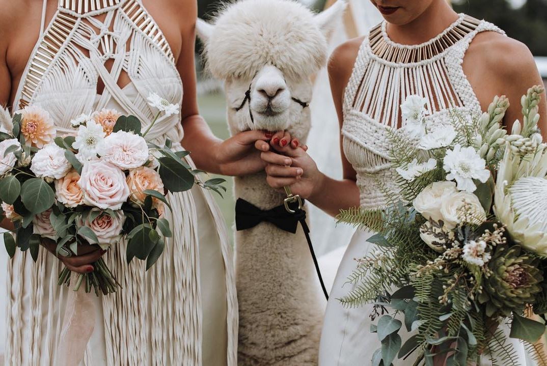 Everything you need to know about animals at weddings | Easy Weddings