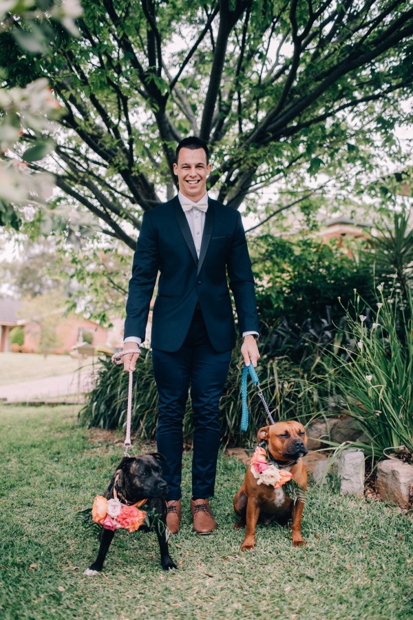 dogs wedding