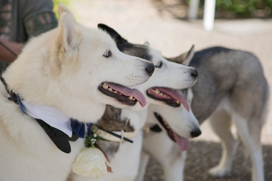 wedding dogs