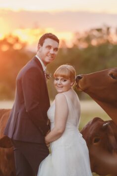 wedding cows