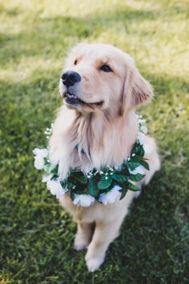 wedding animals