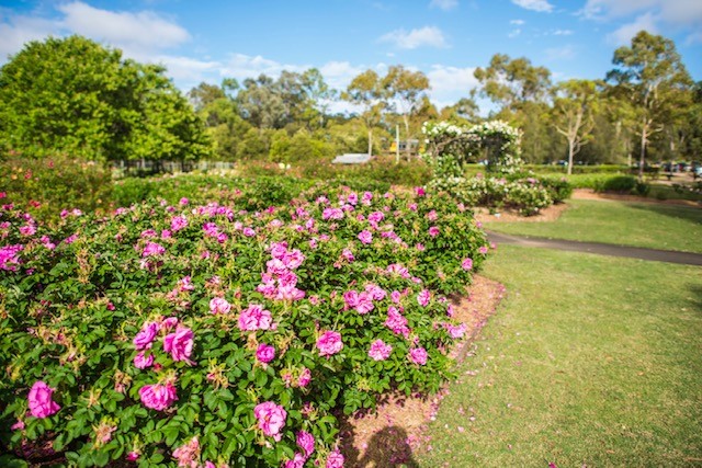 Wedding Location NSW - Parramatta Park